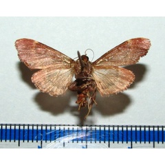 /filer/webapps/moths/media/images/E/erythropis_Sacada_A_Goffb_01.jpg