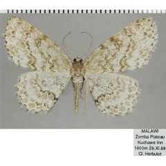 /filer/webapps/moths/media/images/G/gozmanyi_Ectropis_AF_ZSM.jpg