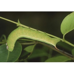 /filer/webapps/moths/media/images/Z/zantus_Temnora_C_Roland_05.jpg