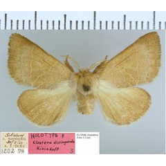 /filer/webapps/moths/media/images/D/distinguenda_Clostera_HT_NMB.jpg