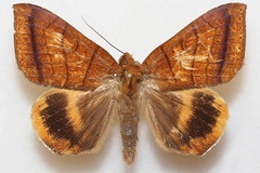 Achaea catocalina