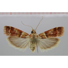 /filer/webapps/moths/media/images/C/colorata_Merulempista_HT_ZMHB.jpg