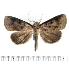 /filer/webapps/moths/media/images/A/atripuncta_Avitta_AM_BMNH.jpg
