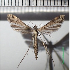 /filer/webapps/moths/media/images/T/taprobanes_Stenoptilodes_AF_Bippus.jpg
