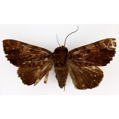 /filer/webapps/moths/media/images/M/melanis_Pseudoarcte_AM_TMSA_03.jpg