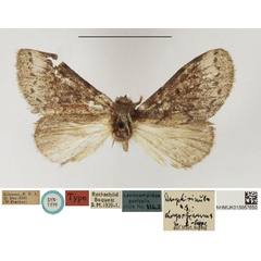 /filer/webapps/moths/media/images/C/chrysogramma_Dasychirinula_PLTF_NHMUK.jpg