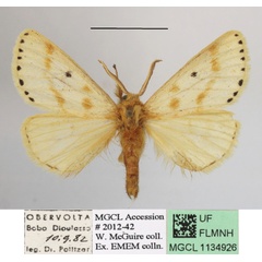 /filer/webapps/moths/media/images/P/punctigera_Paradrallia_AM_MGCLa_01.JPG