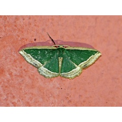 /filer/webapps/moths/media/images/S/subrubescens_Archichlora_A_Voaden.jpg