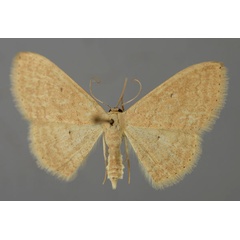 /filer/webapps/moths/media/images/A/atricapilla_Scopula_A_ZSM_01.jpg