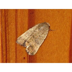 /filer/webapps/moths/media/images/F/flavipuncta_Athetis_A_Braun.jpg
