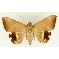 /filer/webapps/moths/media/images/V/violaceofascia_Achaea_AM_TMSA_01.jpg