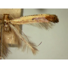 /filer/webapps/moths/media/images/P/prosticta_Caloptilia_MT_TMSA5633.jpg