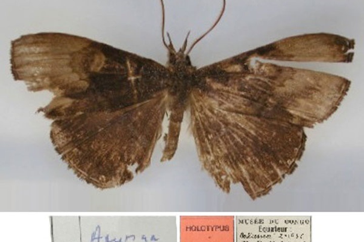 /filer/webapps/moths/media/images/M/marmorata_Aburina_HT_RMCA_01.jpg