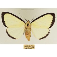 /filer/webapps/moths/media/images/A/alba_Leucovis_AF_TMSA.jpg