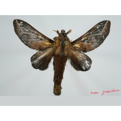 /filer/webapps/moths/media/images/S/splendens_Hecata_A_Alberta_01.jpg