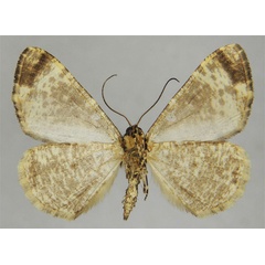 /filer/webapps/moths/media/images/T/turlini_Xylopteryx_HT_ZSMb.jpg