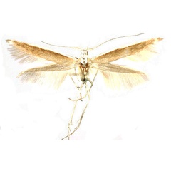 /filer/webapps/moths/media/images/A/aarviki_Coleophora_PTF_ZMHB.jpg