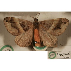 /filer/webapps/moths/media/images/A/aspersata_Cidaria_HT_BMNH.jpg