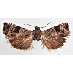 /filer/webapps/moths/media/images/N/nicomacha_Coccothera_AM_ZMUC.jpg