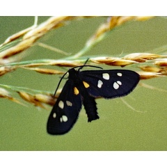 /filer/webapps/moths/media/images/A/atricornis_Asinusca_A_Roland_01.jpg
