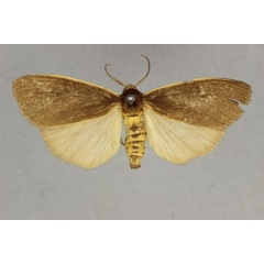 /filer/webapps/moths/media/images/O/ochreomarginata_Estigmene_AF_BMNH.jpg