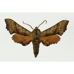 /filer/webapps/moths/media/images/P/pusillus_Odontosida_AM_Basquin_01a.jpg