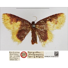 /filer/webapps/moths/media/images/S/semipurpurea_Syngatha_HT_NHMUK.jpg