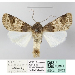 /filer/webapps/moths/media/images/B/bulgeri_Odontestra_A_MGCL-01.JPG
