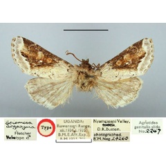 /filer/webapps/moths/media/images/A/argocyma_Sciomesa_HT_BMNH.jpg