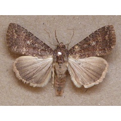 /filer/webapps/moths/media/images/P/pauperata_Condica_A_Butler.JPG