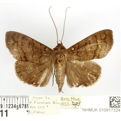 /filer/webapps/moths/media/images/L/lineosa_Avitta_AM_BMNH.jpg