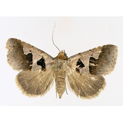 /filer/webapps/moths/media/images/A/atripuncta_Anoba_AF_TMSA_01.jpg