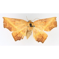 /filer/webapps/moths/media/images/X/xanthographa_Episparis_AF_TMSA_02.jpg