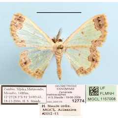 /filer/webapps/moths/media/images/M/metrioscaphes_Zamarada_AM_MGCLa_03.JPG
