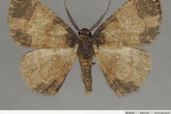 Cabera glabra