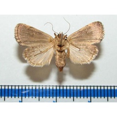 /filer/webapps/moths/media/images/H/heliastis_Athetis_A_Goffb_01.jpg