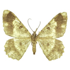 /filer/webapps/moths/media/images/T/thomensis_Afroracotis_PTF_ANHRTb.jpg