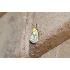 /filer/webapps/moths/media/images/P/polana_Cosuma_A_Voaden_01.jpg