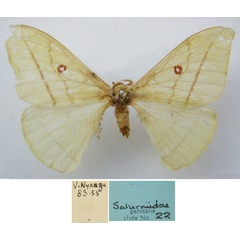 /filer/webapps/moths/media/images/H/hanningtoni_Copaxa_HT_NHMUKa.jpg