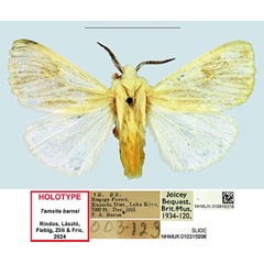 /filer/webapps/moths/media/images/B/barnsi_Tamsita_HT_NHMUK.jpg