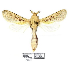 /filer/webapps/moths/media/images/S/staudei_Davidlivingstonia_HT_MWM.jpg
