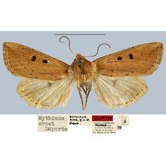 /filer/webapps/moths/media/images/E/evoei_Mythimna_AT_MNHN.jpg