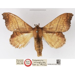 /filer/webapps/moths/media/images/E/emarginata_Leipoxais_HT_NHMUK.jpg
