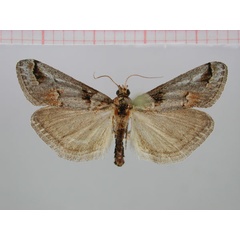 /filer/webapps/moths/media/images/N/namaquensis_Hypotia_HT_TMSA.jpg