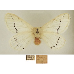 /filer/webapps/moths/media/images/C/crassistriga_Phiala_AF_TMSA_02.jpg