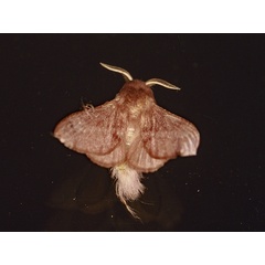 /filer/webapps/moths/media/images/M/marshalli_Stenophatna_A_Roland_01.jpg