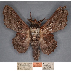 /filer/webapps/moths/media/images/E/excavata_Mimopacha_HT_RMCA_01_h9aZzAf.jpg