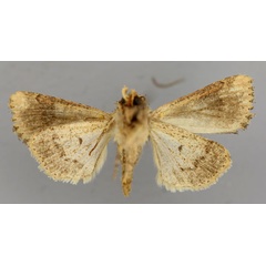 /filer/webapps/moths/media/images/C/combinata_Mythimna_A_RMCA_02.jpg