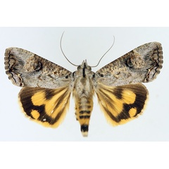 /filer/webapps/moths/media/images/P/plumicornis_Hypocala_AM_TMSA_02.jpg