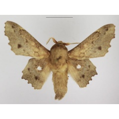 /filer/webapps/moths/media/images/B/bryki_Mimopacha_AM_TMSA.jpg